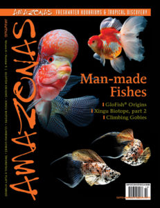 An excerpt from the September/October 2019 issue of AMAZONAS Magazine, MAN-MADE FISHES. Click to order the back issue!