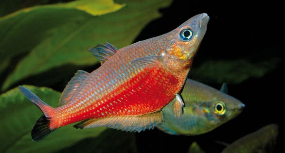 Finding And Breeding The Sentani Rainbowfish AMAZONAS Magazine Finding And Breeding The Sentani Rainbowfish AMAZONAS Magazine