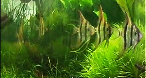 Altum Angelfish Species Tank Video