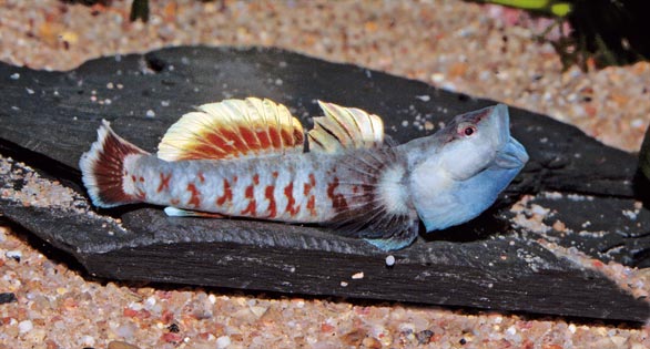 Zhou’s Vermilion Goby