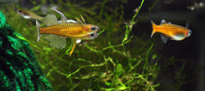 Pseudomugil gertrudae - image by Matt Pedersen, 2013