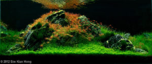 “Crimson Tide” Aquatic Garden120–200-L category Sim Kian Hong Senai Johor, Malaysia