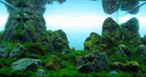 “On the Edge of the World” Aquatic Garden, 60–120-L category Prociuk Mikola Kalush Iwano-Frankiwsk, Ukraine