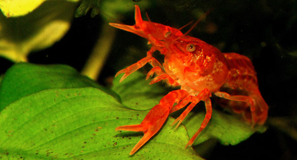 A Mexican Crayfish for Nano Aquariums