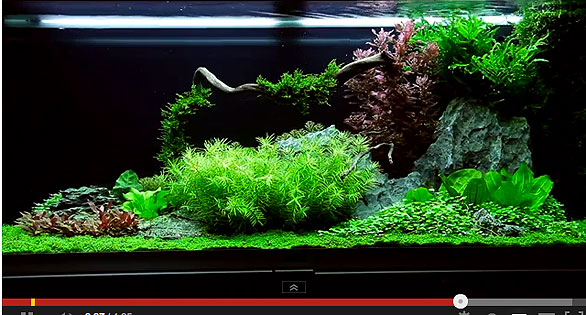 Featured Video: Expert Plants A Tank