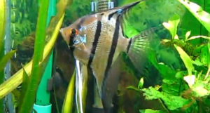 Video Capture from Hélène Lagueux's Rio Nanay Angelfish