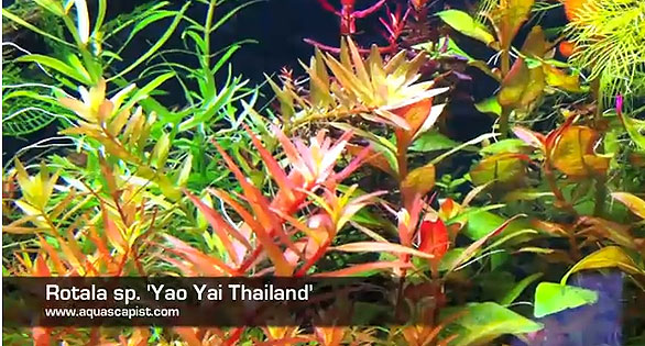 AMAZONAS Featured Video: “Collectoritis” Planted Aquarium