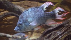 Male of the critically endangered Mangarahara Cichlid, Ptyochromis insolitus - image: ZSL