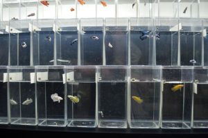 A selection of male Halfmoon Plakat (short fin) bettas at The Betta Shop.