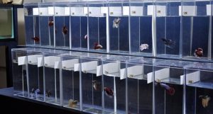 A selection of male Halfmoon Bettas at The Betta Shop.