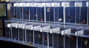 A selection of male Halfmoon Bettas at The Betta Shop.