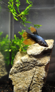 Ethan's second betta, a Orange/Yellow and Blue Halfmoon Plakat.