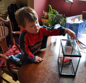 Ethan checks to see whether his choice of aquarium decoration fits the Deep Blue Betta Tank.