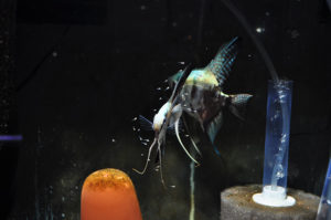 The original, out of the camera, version of this Blue Angelfish pair.