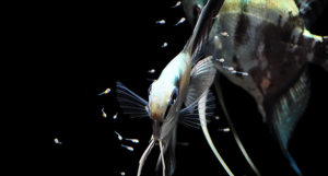 Blue Angelfish with their offspring.