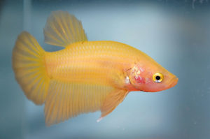 Young male yellow half moon plakat betta, this one named Swimmy