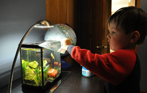 Ethan feeding his pet bettas like he does every night.