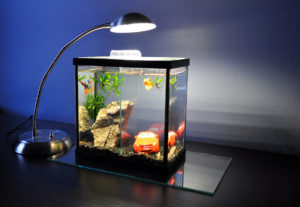 Ethan's Deep Blue Professional 2-Way Betta Aquarium, lit with a LED desk lamp purchased at Office Max.