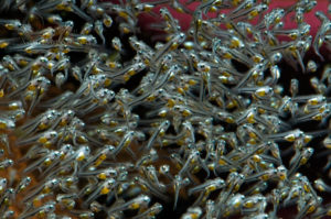 Imagine having to worry about ALL of these “kids” at one time. No wonder cichlids are expert parents.
