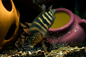 The female rounding up the fry on the other side of the tank.