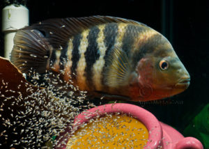 The male keeping an eye on one half of the fry while the female got busy rounding up the stragglers.