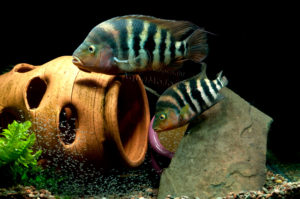 Both male and female Amphilophus hogaboomorum with the entire group under their watchful eye.