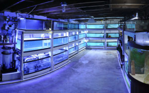 The fishroom last fall. All that open space? Full of boxes and tanks at the moment!