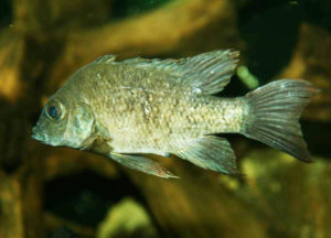 Female of the critically endangered Mangarahara Cichlid, Ptyochromis insolitus - image: Berlin Zoo