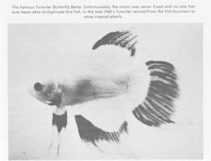The Tutwiler Butterfly Betta as I first encountered it as a child in the Encyclopedia of Tropical Fishes, 1986 edition, by Axelrod & Voderwinkler