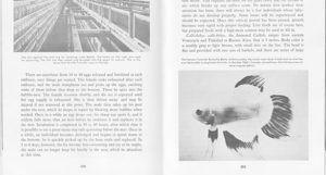 Encyclopedia of Tropical Fishes, 1986 edition, by Axelrod & Voderwinkler