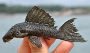 The Lower Rio Xingu isa well-known home to an incredible diversity of often new-to-science fish species.