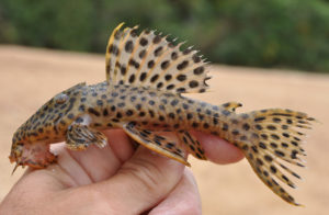 The Lower Rio Xingu isa well-known home to an incredible diversity of often new-to-science fish species.