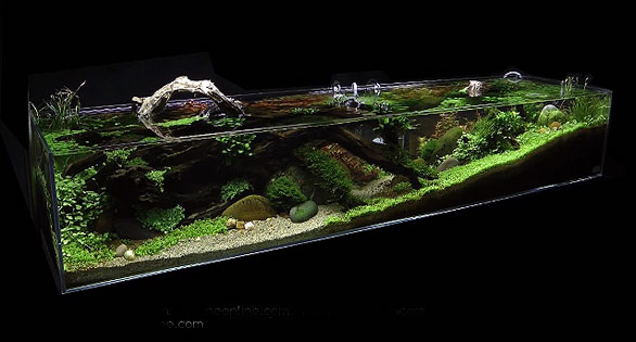 AMAZONAS Feature Video: “Tributary” Aquascape