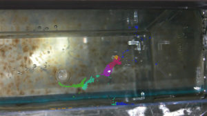 539 Centropyge argi eggs. Who's counting? I am!
