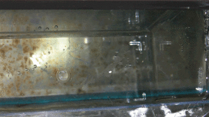 539 Centropyge argi eggs. Who's counting? I am!
