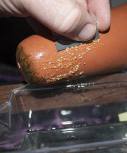 Removing the eggs from the substrate.
