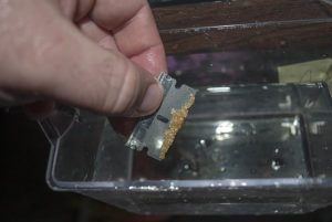Eggs on the blade, ready to go into artificial incubation