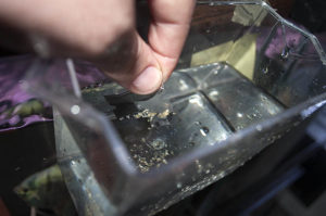 Transferring the eggs.