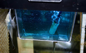 Eggs are now routinely incubated as outlined earlier.