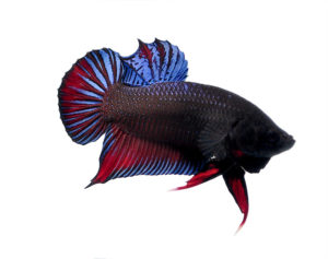 A resplendent male "RX22" Thai Fighter Plakat Betta