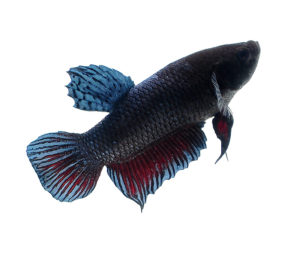 Our second photographic subject, and Indo Blagan Fighter Plakat betta.