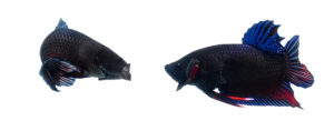 Neither fish backs down.