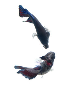 No qualms about hitting a man while he's down - anything goes in the world of a male betta.