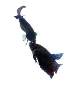 Fighter Plakats live up to their reputation, being fearless when facing an opponent.