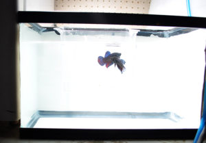 The specimen cup inside the 2.5 gallon photo tank allows for interaction without any risk to either fish.