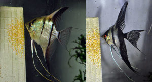 Female (left) 50% wild Silver, and Male (right) Haflblack Silver Veil Angelfish tending one of their first nests.