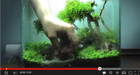 AMAZONAS Featured Video: Time-lapse Nano Aquascape