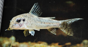 No, this isn't a 4-Eyed Corydoras - something went awry in the publishing process.