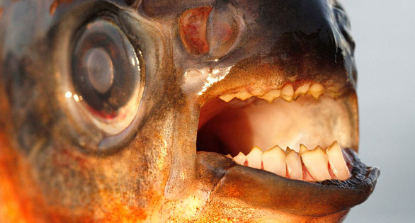 MAWS – Beware the Fishy Herbivore?