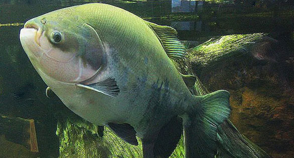 Species Profile: Pacu